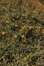 Load image into Gallery viewer, Helichrysum odoratissimum - African Immortelle - Cape Fynbos Oils