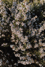 Load image into Gallery viewer, Eriocephalus punctulatus - Cape Chamomile - Cape Fynbos Oils