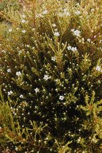 Load image into Gallery viewer, Coleonema album - Cape May - Cape Fynbos Oils
