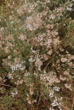 Load image into Gallery viewer, Eriocephalus africanus - Cape Snowbush - Cape Fynbos Oils
