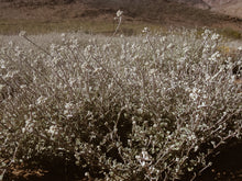Load image into Gallery viewer, Helichrysum petiolare - Silver Everlasting - Cape Fynbos Oils