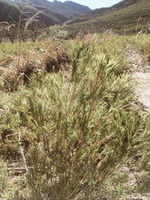 Load image into Gallery viewer, Melaleuca alternifolia - Tea Tree - Cape Fynbos Oils