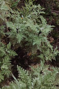 Artemisia afra - African Wormwood - Cape Fynbos Oils