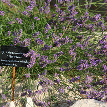 Load image into Gallery viewer, Lavandula abrialis - Lavender - Cape Fynbos Oils