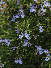 Load image into Gallery viewer, Rosmarinus officinalis - Rosemary Verbenone - Cape Fynbos Oils