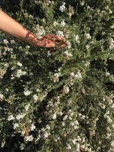 Load image into Gallery viewer, Eriocephalus tenuipes -  Kouga Snowbush - Cape Fynbos Oils