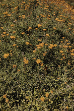 Load image into Gallery viewer, Helichrysum odoratissimum - African Immortelle - Cape Fynbos Oils
