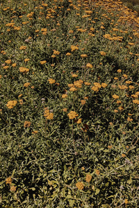 Helichrysum odoratissimum - African Immortelle - Cape Fynbos Oils
