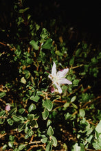 Load image into Gallery viewer, Agathosma betulina - Buchu - Cape Fynbos Oils
