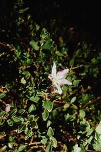 Agathosma betulina - Buchu - Cape Fynbos Oils