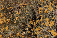 Load image into Gallery viewer, Helichrysum splendidum - Cape Gold - Cape Fynbos Oils
