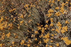 Helichrysum splendidum - Cape Gold - Cape Fynbos Oils
