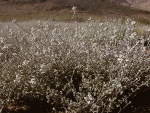 Helichrysum petiolare - Silver Everlasting - Cape Fynbos Oils