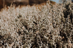 Helichrysum patulum - Imphepho - Cape Fynbos Oils