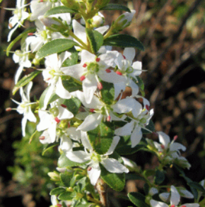 Agathosma crenulata - Buchu - Cape Fynbos Oils