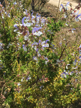 Load image into Gallery viewer, Salvia chamelaeagnea -  Cape Mountain Sage - Cape Fynbos Oils
