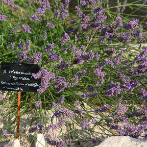 Lavandula abrialis - Lavender - Cape Fynbos Oils