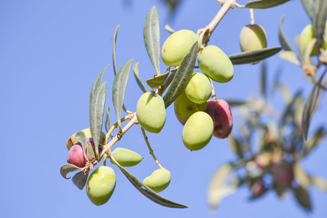 Olive Leaf Extract - Cape Fynbos Oils