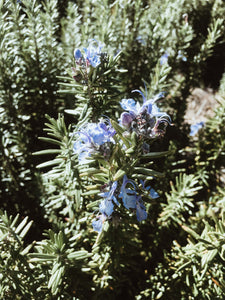 Rosmarinus officinalis - Rosemary Tuscan Blue - Cape Fynbos Oils